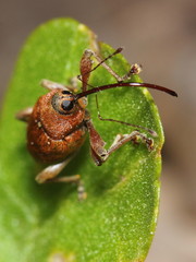 Acorn weevil (Curculio glandium). Macro
