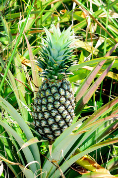 Pineapple in farm