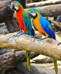 Colorful macaw