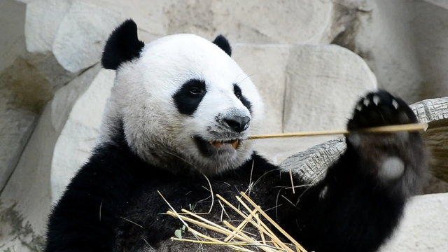 cute giant panda bear eating bamboo