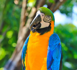 Colorful macaw
