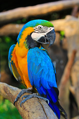 Colorful macaw