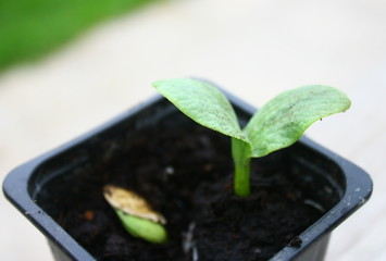 graine qui germe,petite plantule de légume