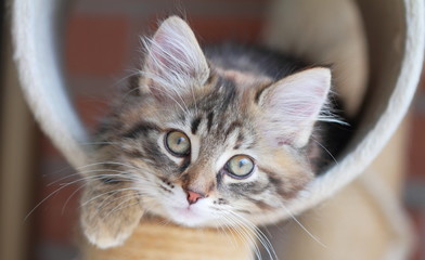 Cucciola di gatto siberiano tricolore