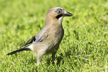 eurasian jay searching for insects / Garrulus glandarius