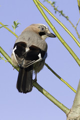 eurasian jay resting on branch / Garrulus glandarius