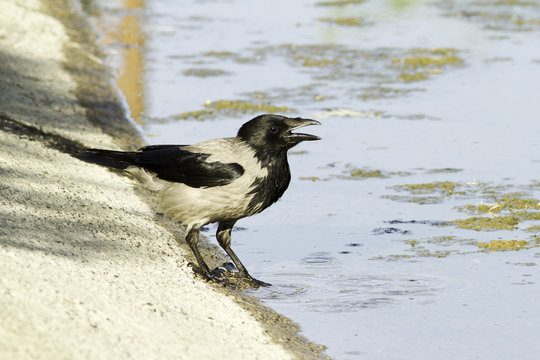 hooded crow drinking water  / Corvus corone cornix