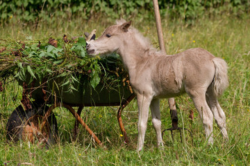 Ponyfohlen