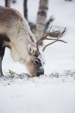 Fototapeta Renifery jedzą trawę w zimowym lesie
