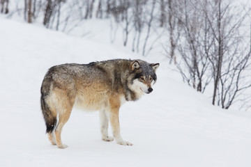 Fototapeta na wymiar One Wolf Alone in the Snow