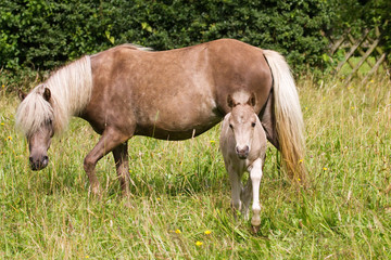 Fototapeta premium Stute mit Fohlen