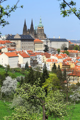 Spring Prague gothic Castle with flowering Trees, Czech Republic