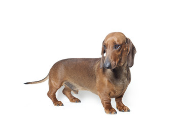 dachshund