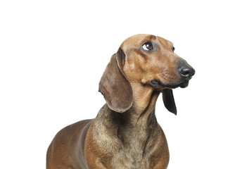 dachshund