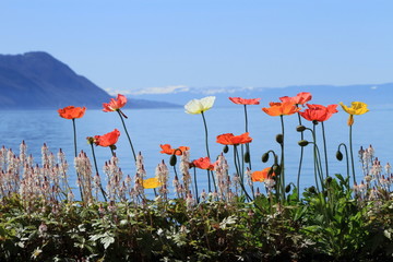 Obraz premium Springtime at Geneva lake, Montreux, Switzerland