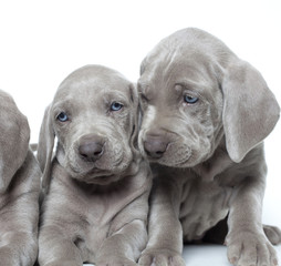 weimaraner puppies
