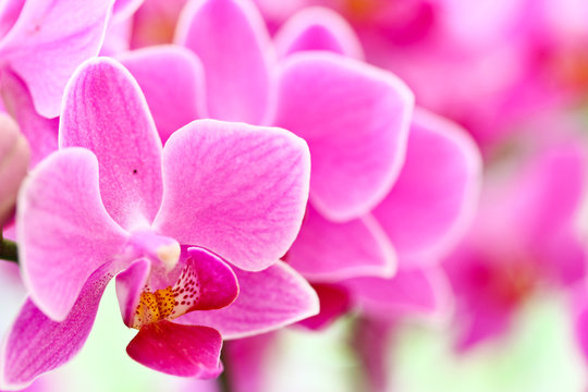 Orchid; Phalaenopsis