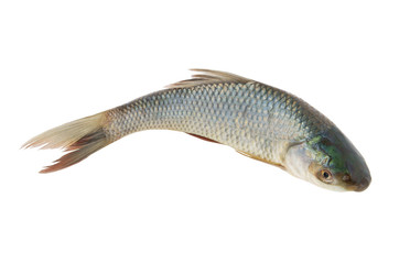 Fresh fish isolated on white background