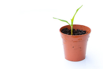 sweet peppers growing from seed