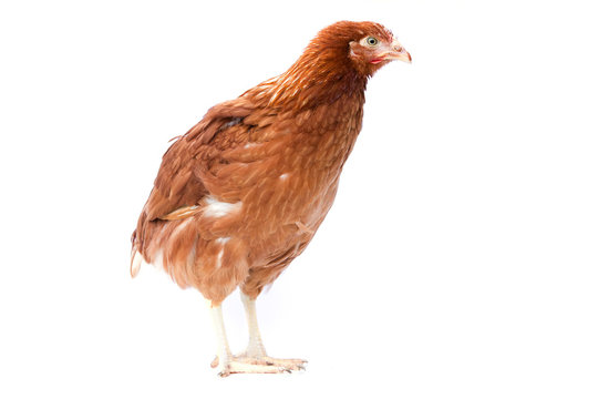 young pullet isolated
