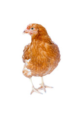 young pullet isolated