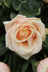 pale pink wedding roses