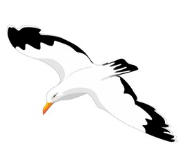 Obraz premium Herring Gull Seagull Flying-Gabbiano Reale in Volo