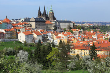 Fototapeta premium Spring Prague gothic Castle with flowering Trees, Czech Republic