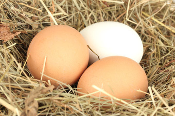 brown and white eggs in a nest of hay close-up
