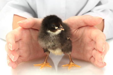 beautiful little chicken and hands isolated on the white