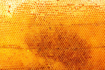 yellow beautiful honeycomb with honey, background