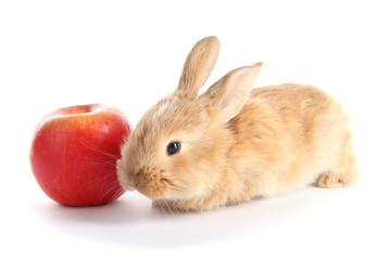 Fluffy foxy rabbit with apple isolated on white