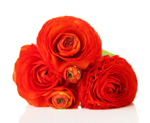 Ranunculus (persian buttercups), isolated on white