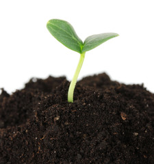Green seedling growing from soil isolated on white