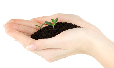 Green seedling growing from soil.in hands