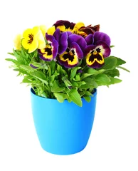 Peel and stick wallpaper Pansies Beautiful pansies flowers isolated on a white