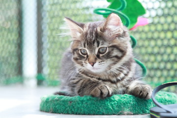 Cucciola di gatto siberiano color brown mentre gioca