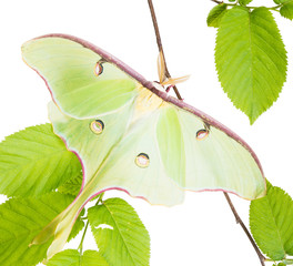 A Luna Moth (Actias luna) beech branch isolated on white backgro