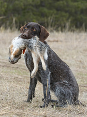 Rabbit Hunting