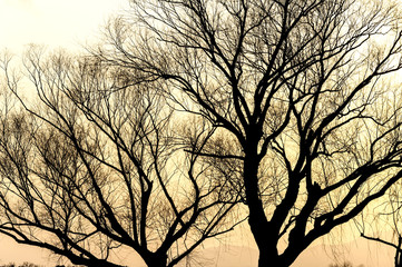 The silhouette of tree under the dusk