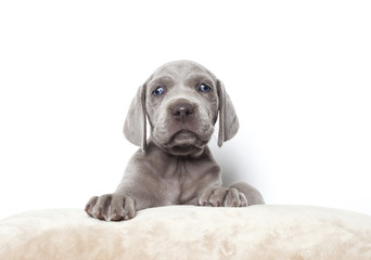 cute weimaraner puppy