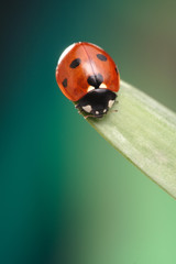 Naklejka premium ladybird on camomile flower