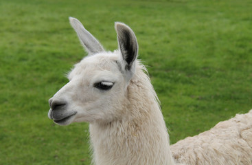 A Beautiful Llama Standing in a Grass Field.