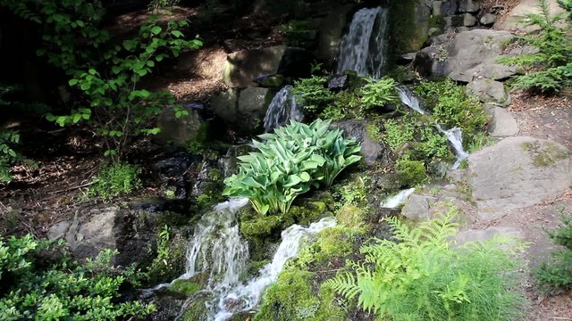 High definition movie of water fountain with green ferns hostas and other plants one spring day in Porlland Oregon 1080p