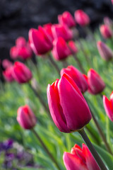 Obraz premium Tulips beauty