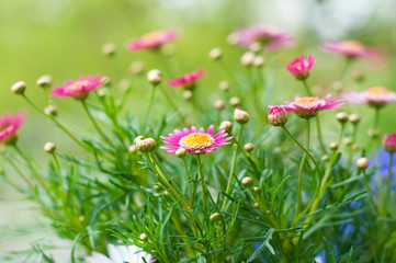 Fototapeta premium spring flower