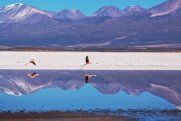 Fototapeta premium Flamingo