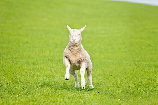Springendes L&auml;mmchen auf der Weide