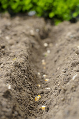 Plantation -Jardin -Outils