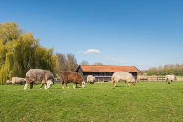 Obraz premium Grazing sheep in wintercoats.